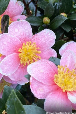 Maggie's Pink Camellia - 1 Gallon Pot 9 Maggie's Pink Camellia - 1 Gallon Pot -Plant Discount Store camellia sasanqua maggies pink 3