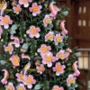 Maggie's Pink Camellia - 1 Gallon Pot 2 Maggie's Pink Camellia - 1 Gallon Pot -Plant Discount Store camellia sasanqua maggies pink 7