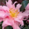 Pink Snow Camellia Sasanqua - 7 Gallon Pot (2-3') 1 Pink Snow Camellia Sasanqua - 7 Gallon Pot (2-3') -Plant Discount Store camellia sasanqua pink snow 101