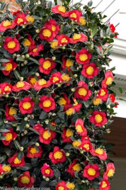Yuletide Camellia Sasanqua - 1 Gallon Pot -Plant Discount Store camellia sasanqua yuletide 22