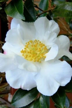 Setsugekka Fragrant Camellia Sasanqua - 2.5 Quart Pot 9 Setsugekka Fragrant Camellia Sasanqua - 2.5 Quart Pot -Plant Discount Store camellia setsugekka 3 2