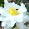 Setsugekka Fragrant Camellia Sasanqua - 1 Gallon Pot -Plant Discount Store camellia setsugekka 4 1