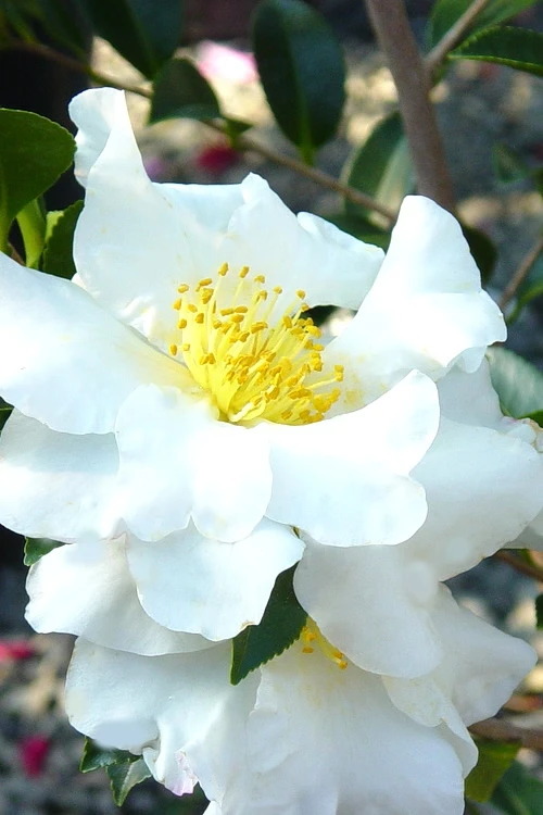 Setsugekka Fragrant Camellia Sasanqua - 2.5 Quart Pot 3 Setsugekka Fragrant Camellia Sasanqua - 2.5 Quart Pot
