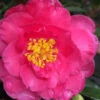 Shishi Gashira Dwarf Camellia Sasanqua - 3 Gallon Pot 1 Shishi Gashira Dwarf Camellia Sasanqua - 3 Gallon Pot -Plant Discount Store camellia shishi gashira 25 2