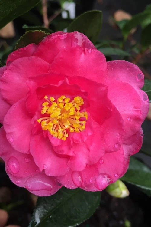 Shishi Gashira Dwarf Camellia Sasanqua - 3 Gallon Pot 3 Shishi Gashira Dwarf Camellia Sasanqua - 3 Gallon Pot