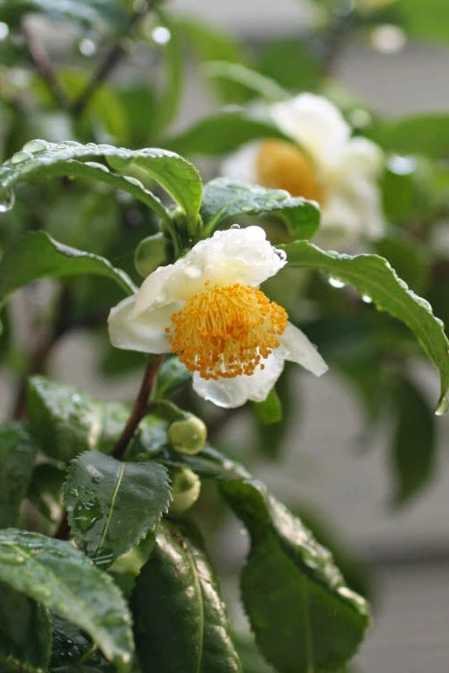 Small Leaf Tea Plant (Camellia Sinensis) - 1 Gallon Pot 6 Small Leaf Tea Plant (Camellia Sinensis) - 1 Gallon Pot - Image 4