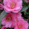 Spring Awakening Fragrant Camellia Hybrid - 1 Gallon Pot 1 Spring Awakening Fragrant Camellia Hybrid - 1 Gallon Pot -Plant Discount Store camellia spring awakening 20