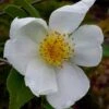 Survivor Cold Hardy White Camellia - 3 Gallon Pot 2 Survivor Cold Hardy White Camellia - 3 Gallon Pot -Plant Discount Store camellia survivor 1