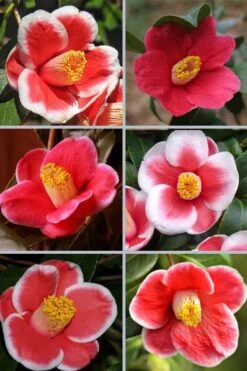 Tama No Ura Weeping Camellia Japonica - 3 Gallon Pot -Plant Discount Store camellia tama no ura sports 1