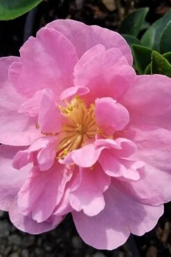 Taylors Perfection Pink Camellia Hybrid - 3 Gallon Pot 12 Taylors Perfection Pink Camellia Hybrid - 3 Gallon Pot -Plant Discount Store camellia taylors perfection 5 1