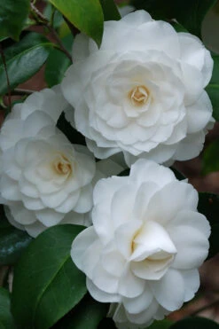 White By The Gate Camellia Japonica - 1 Gallon Pot