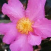 Winter's Star Cold Hardy Camellia - 3 Gallon Pot 2 Winter's Star Cold Hardy Camellia - 3 Gallon Pot -Plant Discount Store camellia winters star 20 1