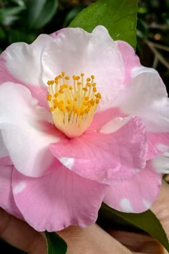 Shibori-Egao Camellia - 3 Gallon Pot 10 Shibori-Egao Camellia - 3 Gallon Pot -Plant Discount Store camellia x vernalis shibori egao 100