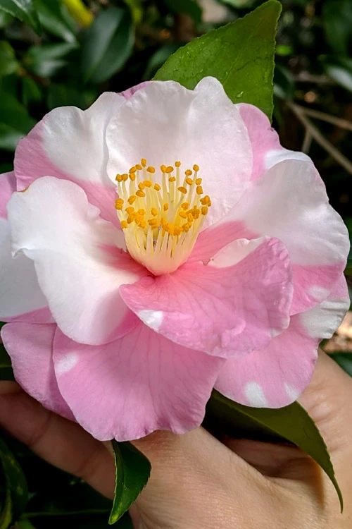 Shibori-Egao Camellia - 3 Gallon Pot 7 Shibori-Egao Camellia - 3 Gallon Pot - Image 5