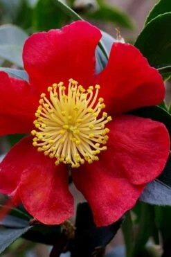 Yuletide Camellia Sasanqua - 7 Gallon Pot (3-4') 17 Yuletide Camellia Sasanqua - 7 Gallon Pot (3-4') -Plant Discount Store camellia yuletide best