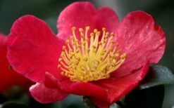 Yuletide Camellia Sasanqua - 7 Gallon Pot (3-4') 16 Yuletide Camellia Sasanqua - 7 Gallon Pot (3-4') -Plant Discount Store camellia yuletide flower closeup
