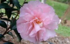 Cotton Candy Camellia Sasanqua - 6 Pack Of 1 Gallon Pots -Plant Discount Store camelliacottoncandy
