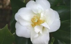 White Empress Camellia Japonica - 1 Gallon Pot -Plant Discount Store camelliawhiteempress