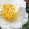 White Empress Camellia Japonica - 1 Gallon Pot 1 White Empress Camellia Japonica - 1 Gallon Pot -Plant Discount Store camillia white empress 5