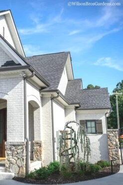 Serpentine Weeping Blue Atlas Cedar - 5 Gallon Pot -Plant Discount Store cedar blue atlas serpentine 11