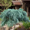 Feelin Blue Deodar Cedar (Single Trunk Tree Form) - 2 Gallon Pot