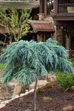 Feelin Blue Deodar Cedar (Single Trunk Tree Form) - 2 Gallon Pot