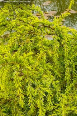 Gold Cascade Deodar Cedar (Single Trunk Topiary Tree)- 7 Gallon Pot 9 Gold Cascade Deodar Cedar (Single Trunk Topiary Tree)- 7 Gallon Pot -Plant Discount Store cedrus deodara gold cascade single trunk tree form topiary 3
