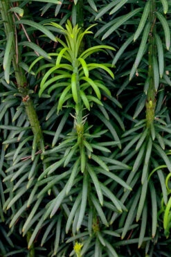 Upright Japanese Plum Yew - Cephalotaxus Harringtonia 'Fastigiata' - 3 Gallon Pot -Plant Discount Store cephalotaxus harringtonia fastigiata upright japanese plum yew 101