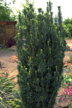 Upright Japanese Plum Yew - Cephalotaxus Harringtonia 'Fastigiata' - 3 Gallon Pot -Plant Discount Store cephalotaxus harringtonia fastigiata upright japanese plum yew 102