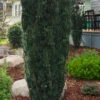 Upright Japanese Plum Yew - Cephalotaxus Harringtonia 'Fastigiata' - 3 Gallon Pot -Plant Discount Store cephalotaxus harringtonia fastigiata upright japanese plum yew 103