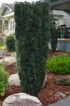 Upright Japanese Plum Yew - Cephalotaxus Harringtonia 'Fastigiata' - 3 Gallon Pot