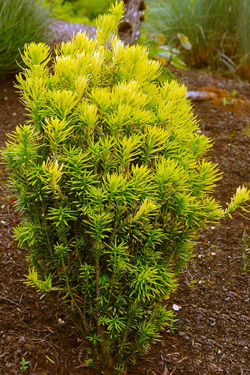 Korean Gold Plum Yew (Cephalotaxus) - 1 Gallon Pot 3 Korean Gold Plum Yew (Cephalotaxus) - 1 Gallon Pot