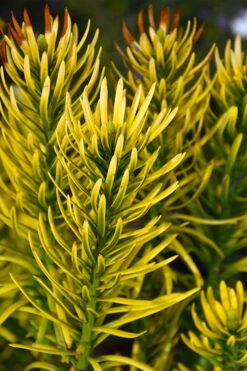 Korean Gold Plum Yew (Cephalotaxus) - 1 Gallon Pot 10 Korean Gold Plum Yew (Cephalotaxus) - 1 Gallon Pot -Plant Discount Store cephalotaxus harringtonia korean gold japanese yew 13