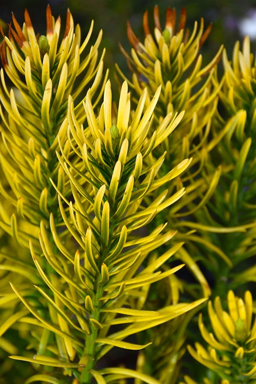 Korean Gold Plum Yew (Cephalotaxus) - 1 Gallon Pot 6 Korean Gold Plum Yew (Cephalotaxus) - 1 Gallon Pot - Image 4