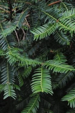 Japanese Plum Yew Tree (Cephalotaxus Harringtonia) - 3 Gallon Pot 11 Japanese Plum Yew Tree (Cephalotaxus Harringtonia) - 3 Gallon Pot -Plant Discount Store cephalotaxus harringtonia tree 2