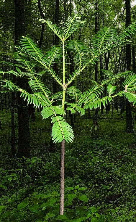 Japanese Plum Yew Tree (Cephalotaxus Harringtonia) - 3 Gallon Pot 3 Japanese Plum Yew Tree (Cephalotaxus Harringtonia) - 3 Gallon Pot