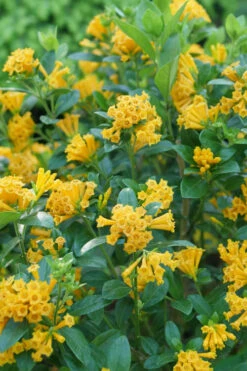 Juiced Orange Jessamine (Cestrum Corymbosum) - 3 Gallon Pot -Plant Discount Store cestrum juiced orange jessamine 1 1