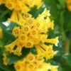 Juiced Orange Jessamine (Cestrum Corymbosum) - 1 Gallon Pot 1 Juiced Orange Jessamine (Cestrum Corymbosum) - 1 Gallon Pot -Plant Discount Store cestrum juiced orange jessamine 2