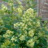 Chilean Hardy Willow Jessamine (Cestrum Parqui) - 1 Gallon Pot 2 Chilean Hardy Willow Jessamine (Cestrum Parqui) - 1 Gallon Pot -Plant Discount Store cestrum parqui chilean hardy willow jessamine 4