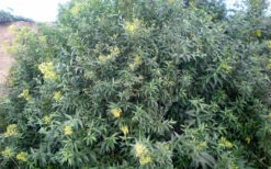 Chilean Hardy Willow Jessamine (Cestrum Parqui) - 1 Gallon Pot 12 Chilean Hardy Willow Jessamine (Cestrum Parqui) - 1 Gallon Pot -Plant Discount Store cestrum parqui chilean hardy willow jessamine 5