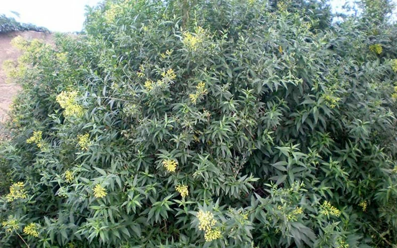 Chilean Hardy Willow Jessamine (Cestrum Parqui) - 1 Gallon Pot 7 Chilean Hardy Willow Jessamine (Cestrum Parqui) - 1 Gallon Pot - Image 5