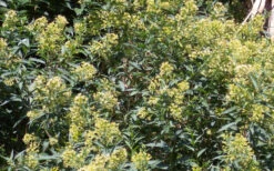 Chilean Hardy Willow Jessamine (Cestrum Parqui) - 1 Gallon Pot 13 Chilean Hardy Willow Jessamine (Cestrum Parqui) - 1 Gallon Pot -Plant Discount Store cestrum parqui chilean hardy willow jessamine 6