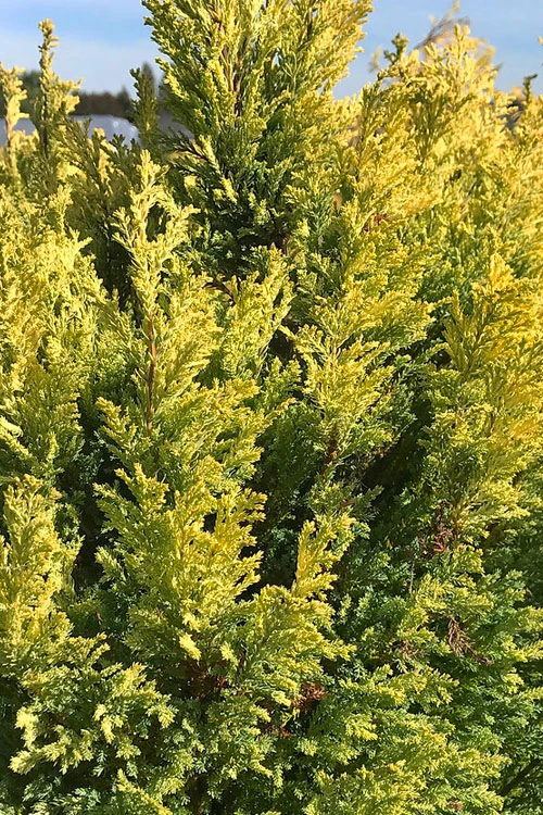 Golden Surprise Lawson Cypress - 1 Gallon Pot 6 Golden Surprise Lawson Cypress - 1 Gallon Pot - Image 4