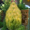 Golden Surprise Lawson Cypress - 1 Gallon Pot