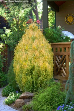 Golden Surprise Lawson Cypress - 1 Gallon Pot