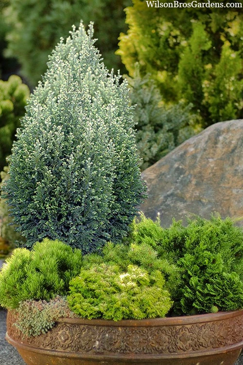 Snow White Lawson's Cypress (Chamaecyparis Lawsoniana) - 2 Gallon Pot 3 Snow White Lawson's Cypress (Chamaecyparis Lawsoniana) - 2 Gallon Pot