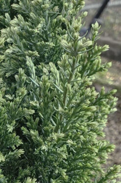 Snow White Lawson's Cypress (Chamaecyparis Lawsoniana) - 2 Gallon Pot 11 Snow White Lawson's Cypress (Chamaecyparis Lawsoniana) - 2 Gallon Pot -Plant Discount Store chamaecyparis obtusa blue feathers hinoki cypress 3