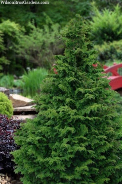 Koster Hinoki Cypress - 7 Gallon Pot
