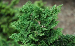 Koster Hinoki Cypress - 7 Gallon Pot -Plant Discount Store chamaecyparis obtusa kosteri hinoki cypress 2