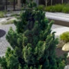 Rigid Dwarf Hinoki Cypress - 1 Gallon Pot